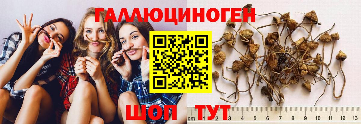 Галлюциногенные грибы Psilocybe Полевской